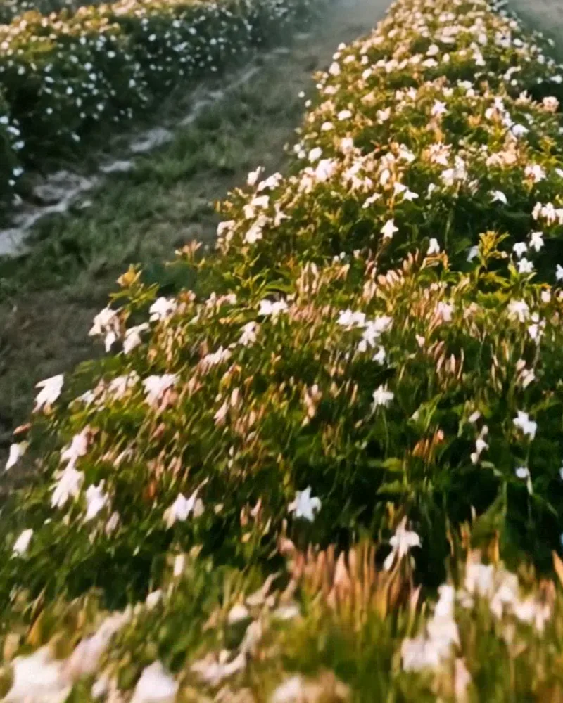 A jasmine bush in full white blossom at the head of its row